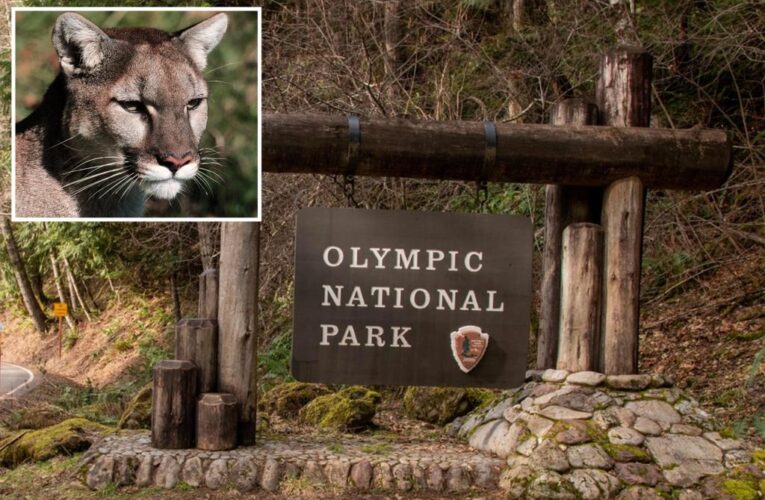 Cougar attacks 8-year-old boy as brave mom scares animal away at Olympic National Park