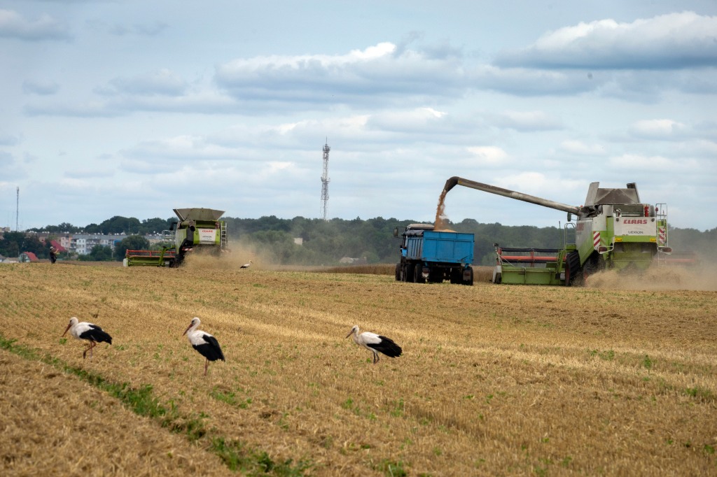 Storks walk in front of harvesters in a wheat field in the village of Zghurivka, Ukraine, on Aug. 9, 2022.