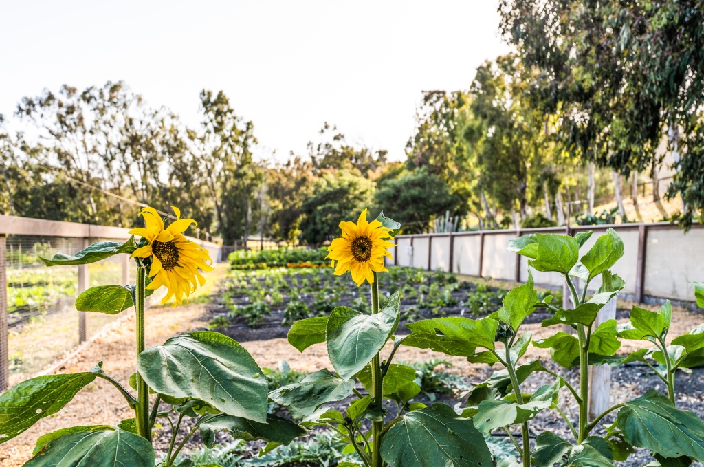 Sunflowers are seen in one of the gardens.