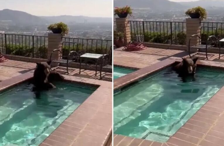 California bear beats scorching heat by taking dip in pool