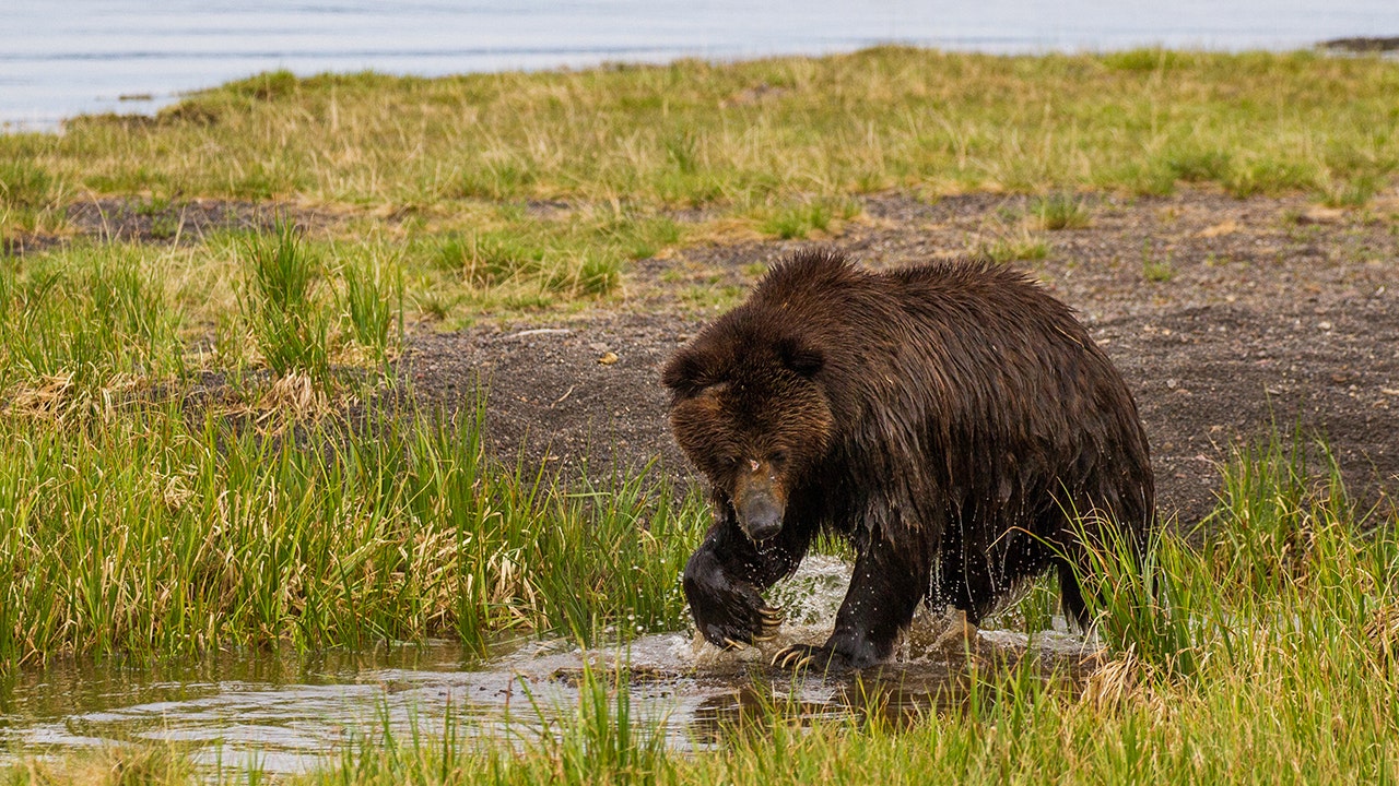 File photo of a grizzly bear