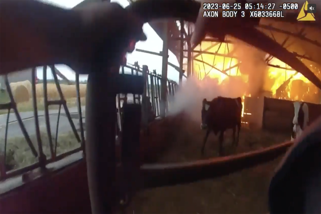 Officer Andrew Crabb can be seen swinging the gates open to let out the trapped cows on June 25.