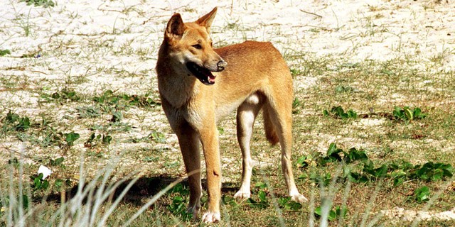 Dingo