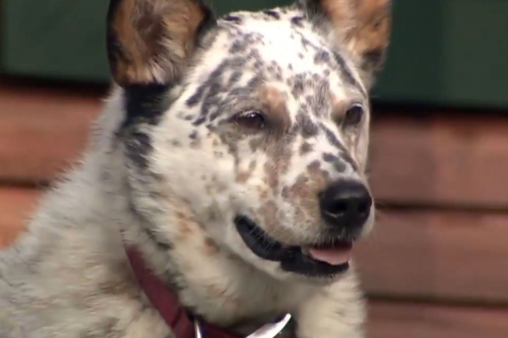 The woman said the bear ran near her backyard where the dog had been at the time. 