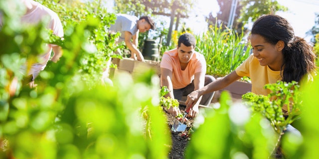 Friends gardening