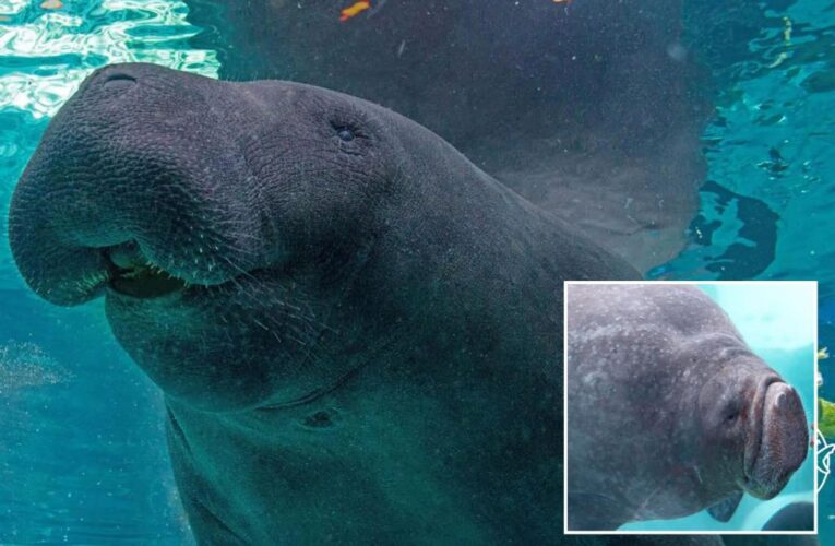 Florida manatee dies after ‘high-intensity’ sex with brother