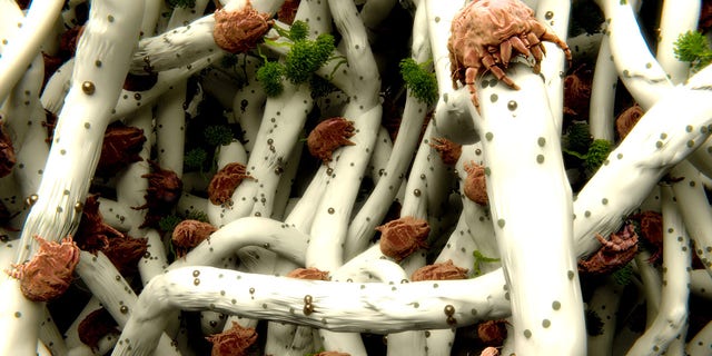 dust mites on a pillow