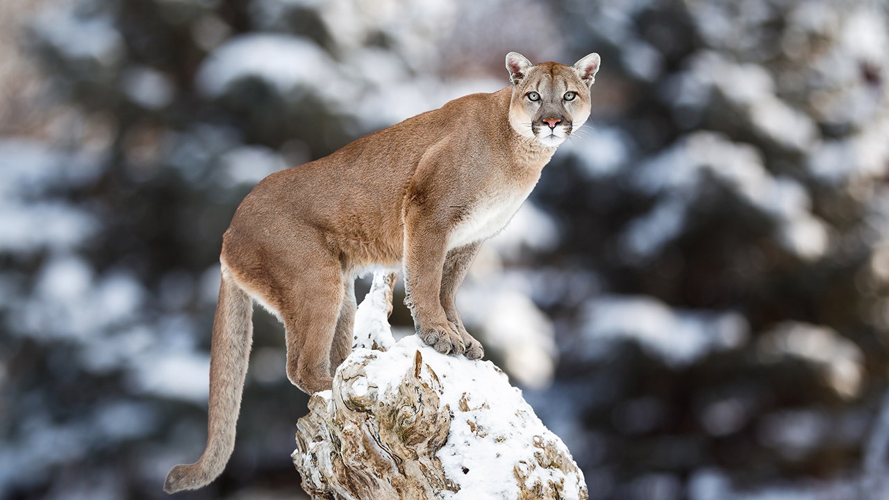 Cougar