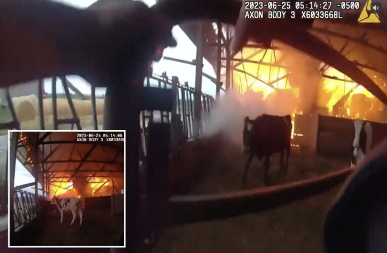 Body-cam captures Wisconsin police officer rescuing cows from barn fire