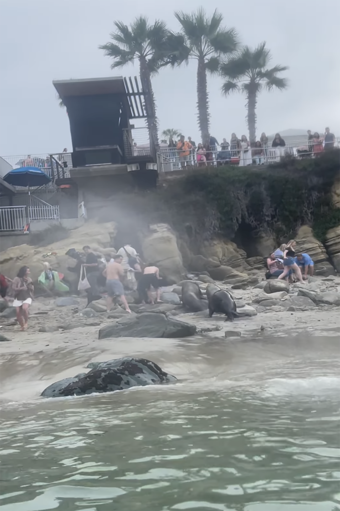 Two sea lions charge at more beachgoers, as people scram off the beach to evade them. 