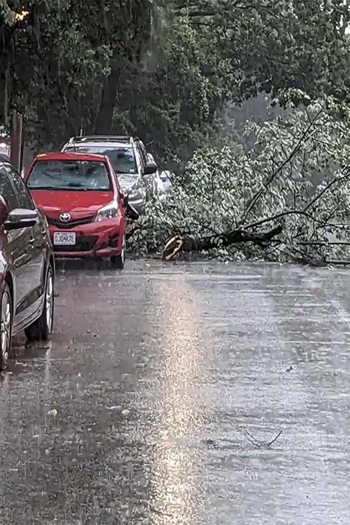 A damaged tree limb is seen in a St. Louis, Missouri, neighborhood after storms moved through the city July 1, 2023. (JayT / Twitter)