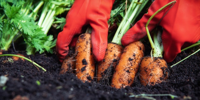 Vegetable garden