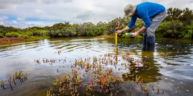 Wetlands