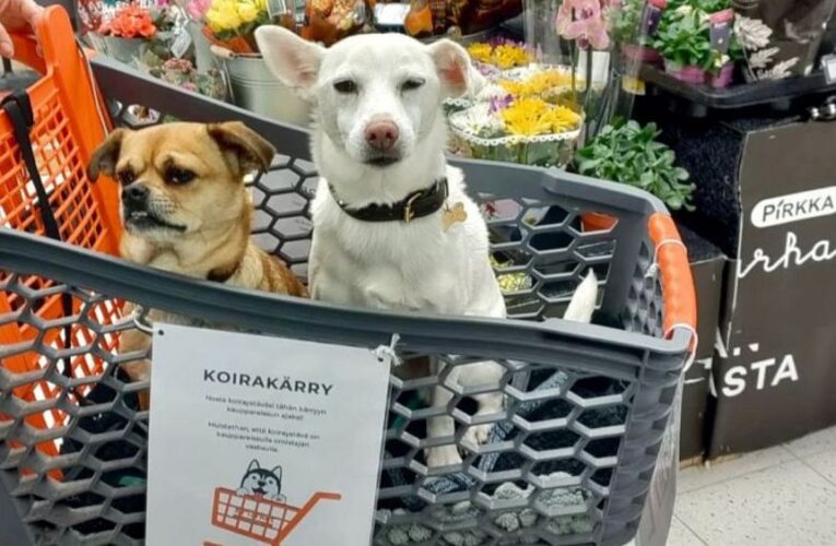 Supermarket in Finland welcomes dogs, with special carts for canine customers