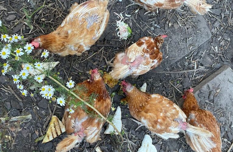 ‘Dogs with feathers’: Could your next pet be a chicken rescue from an egg farm?
