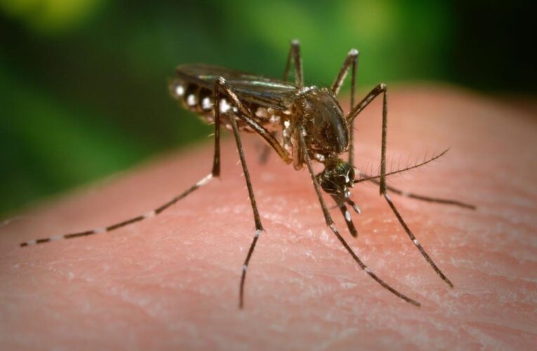 Florida officials expand dengue fever alert as cases rise