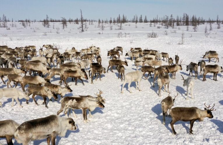 Russia demands Norway pay up to $4.4M after 42 reindeer cross border