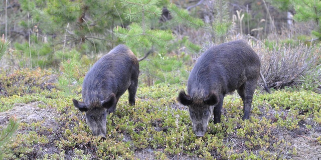 pig canada feral wild