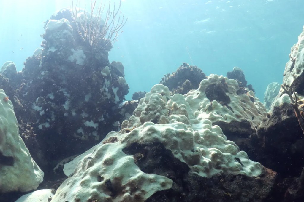 Completely bleached coral at the Cheeca Rocks