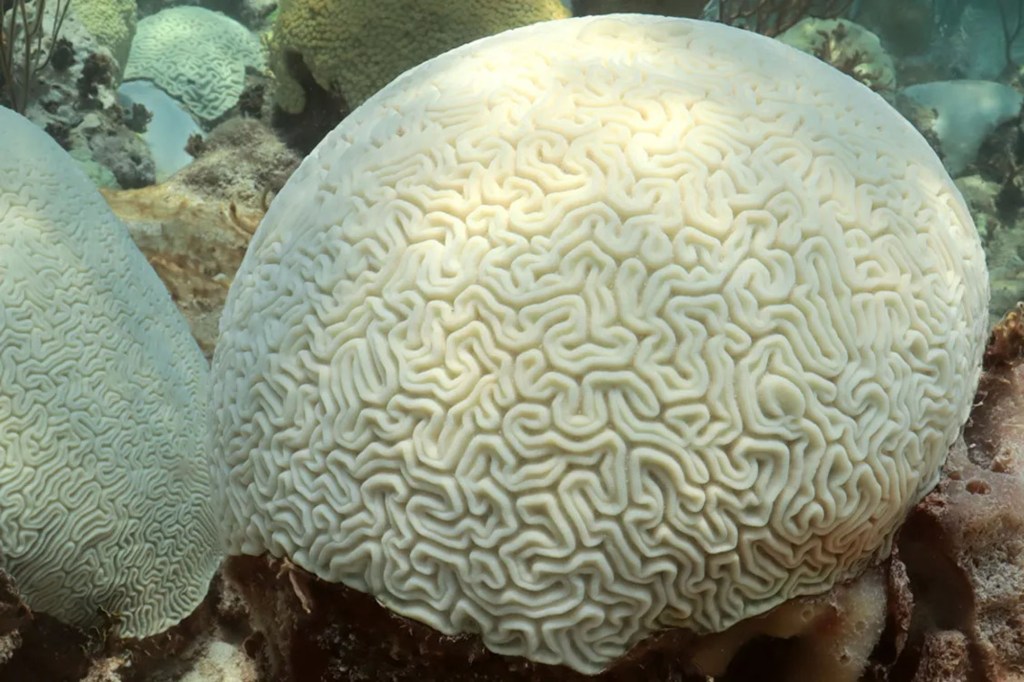 coral reef bleached
