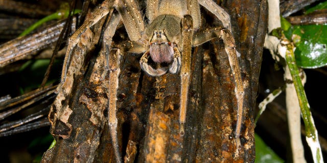 Brazilian wandering spider shown in file photoder