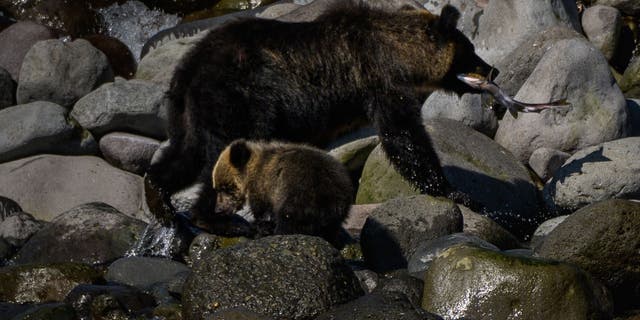 Bear and cub in Japan