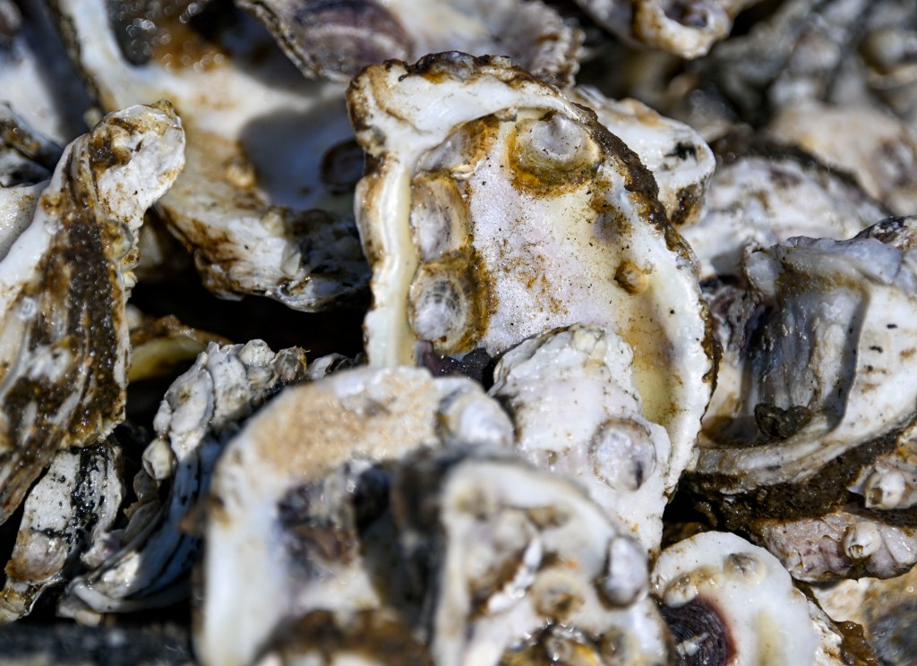 Vibrio vulnificus can also cause disease in people who eat raw or undercooked oysters and shellfish. 