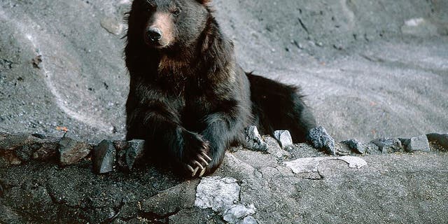 Brown bear in Japan