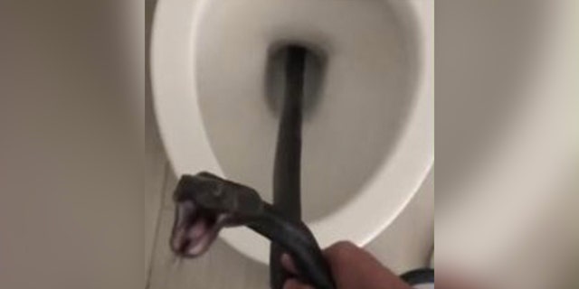 A snake hissing at a person as they grab it from a toilet