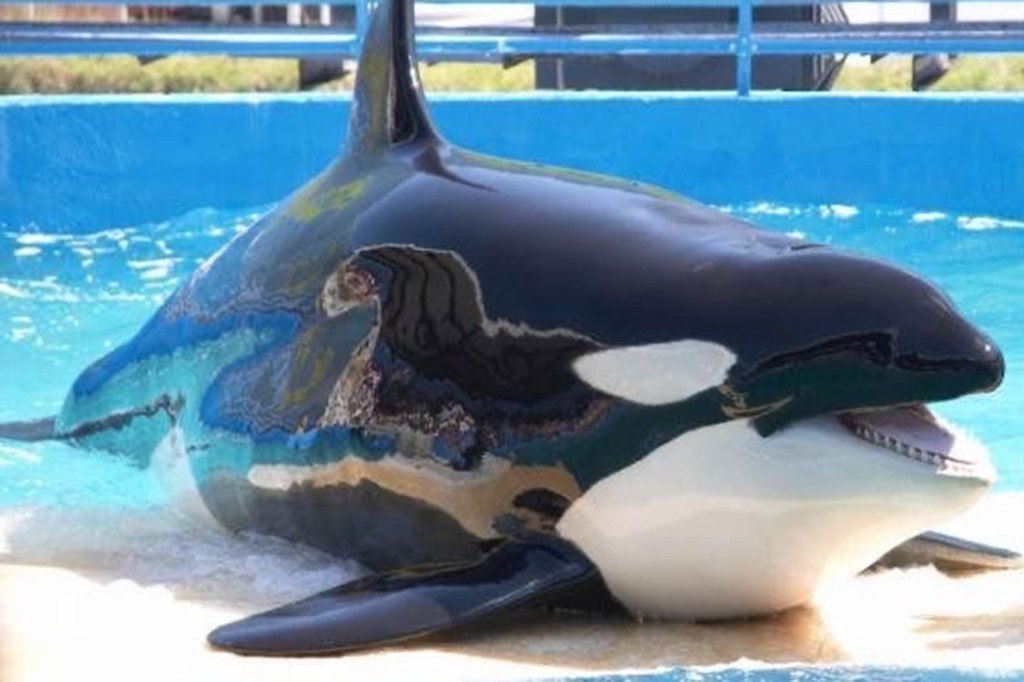 The killer whale was bought by the Miami Seaquarium and moved to South Florida, where she performed for audiences until she officially retired last March due to health problems. 