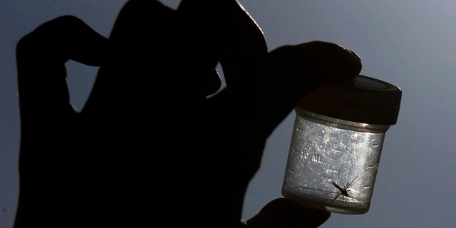 A mosquito is caught in a plastic box