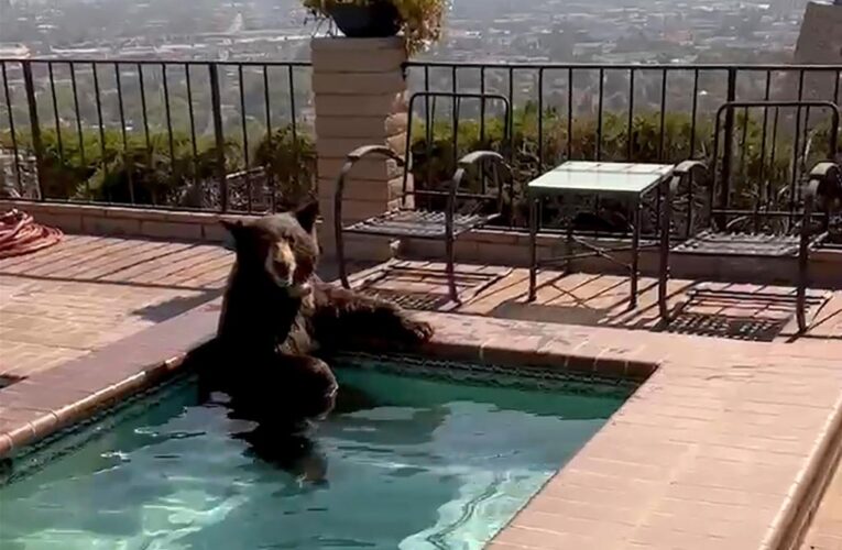 Bear filmed chilling out in California hot tub