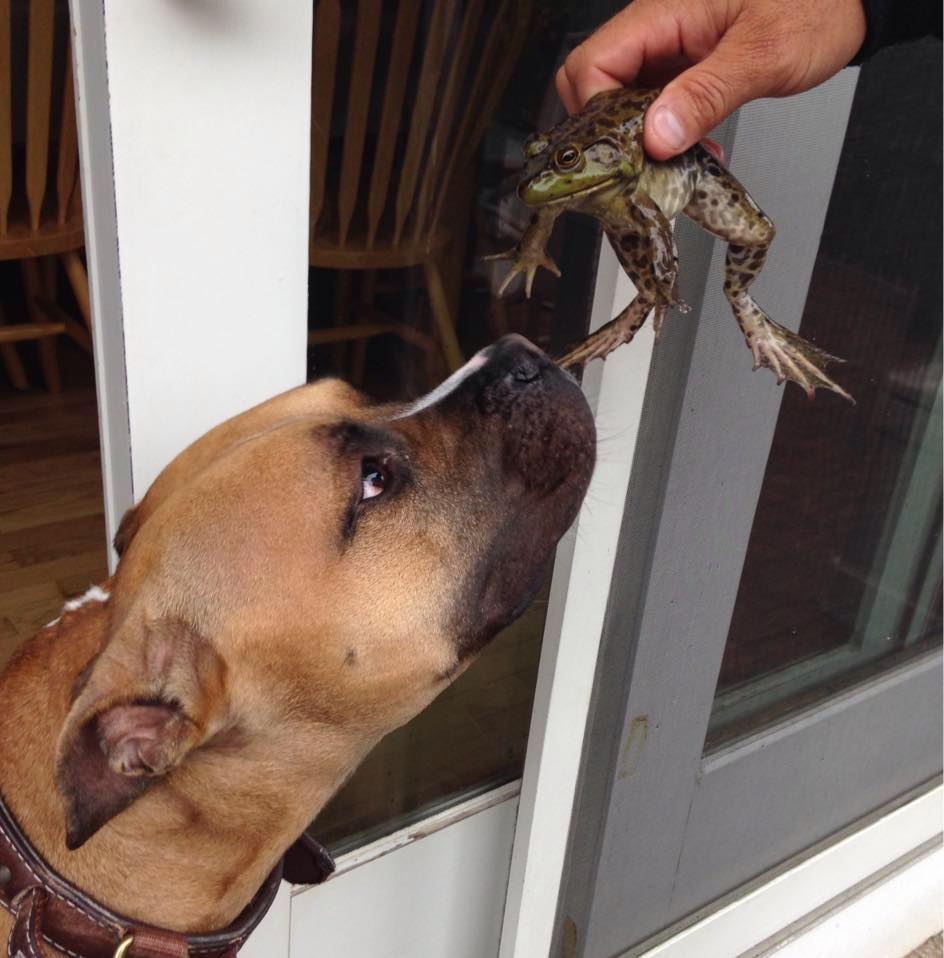 The dog sniffing a frog