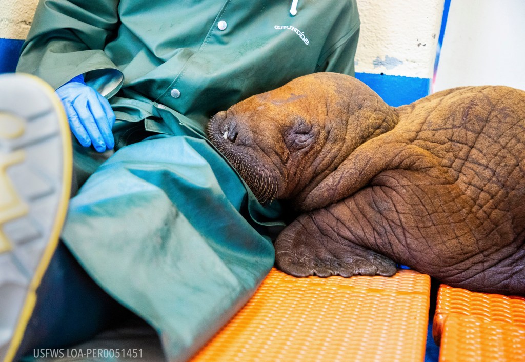 baby walrus cuddled