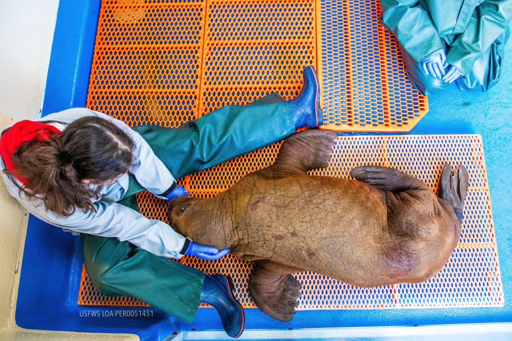 Photo of a person cuddling a baby walrus. 