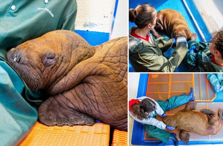 Cuddle cure — Baby walrus being cuddled to stay alive