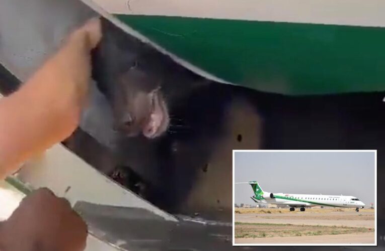 Bear being transported on Iraqi Airways flight escapes crate
