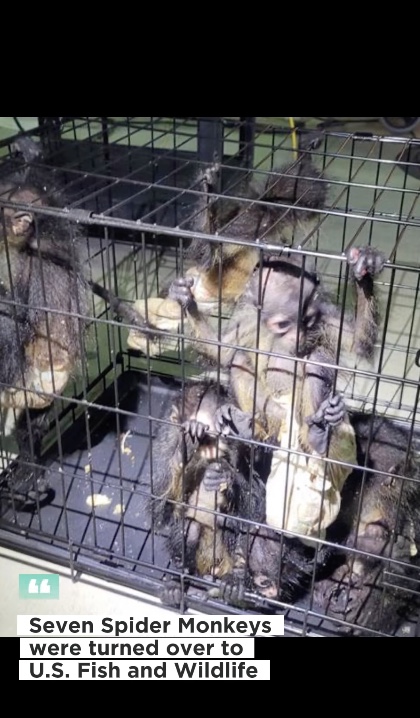 The babies were separated and placed in the custody of the US Fish and Wildlife Department. 