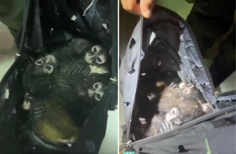 Border agents find 7 endangered baby monkeys in backpack