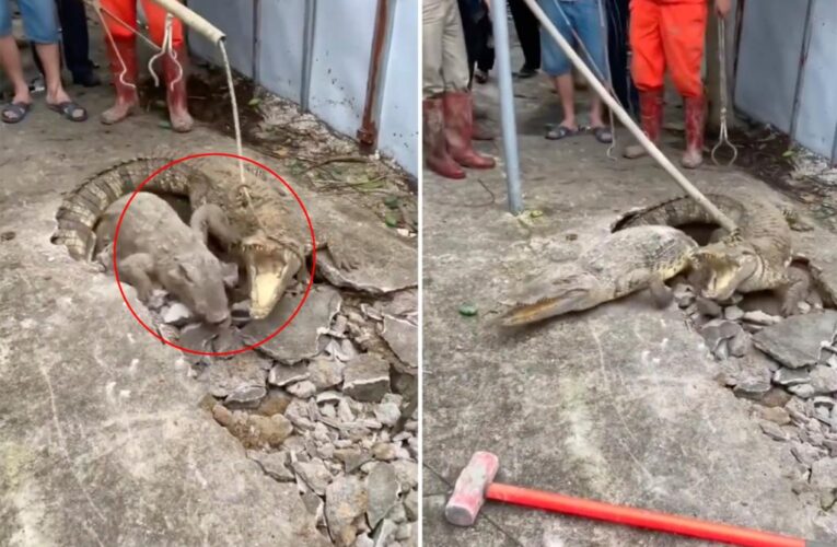 They thought they saw a crack in the sidewalk — then 3 crocodiles emerged