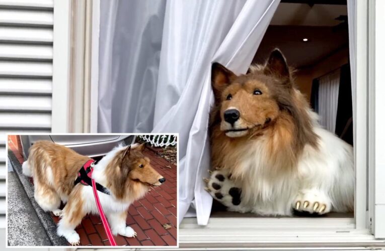 Man who spent $14K on collie suit doesn’t want to be a dog