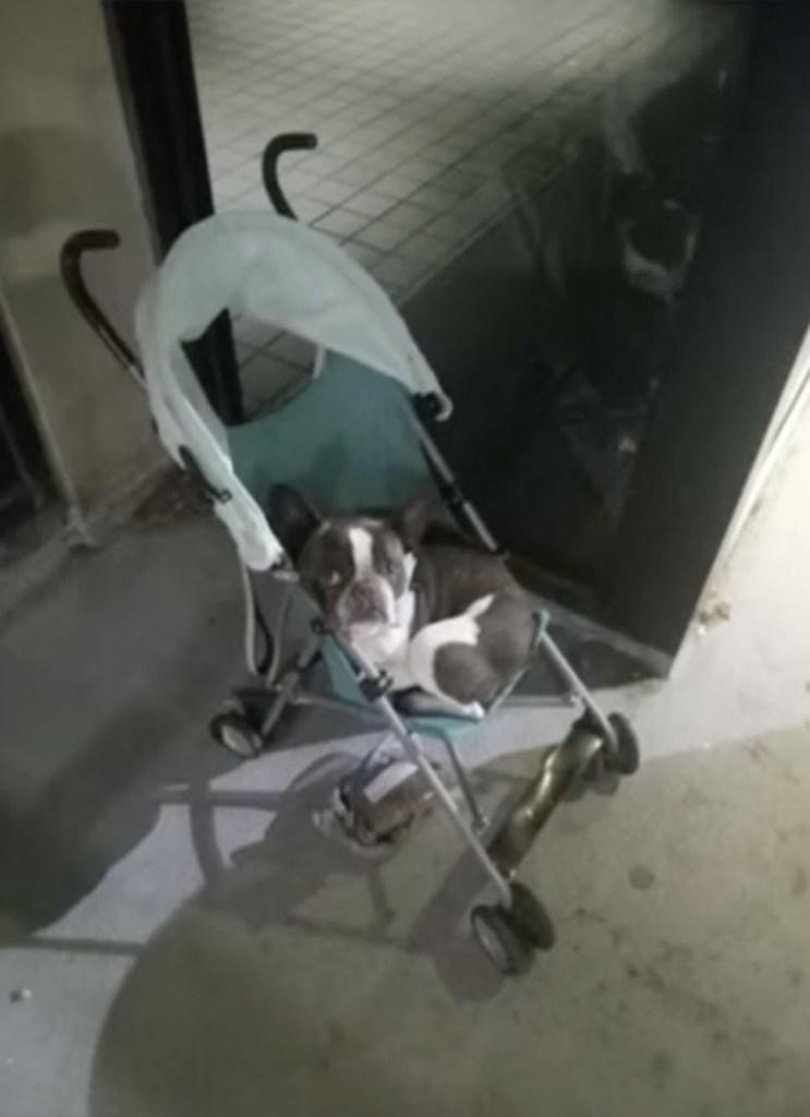 dog in stroller