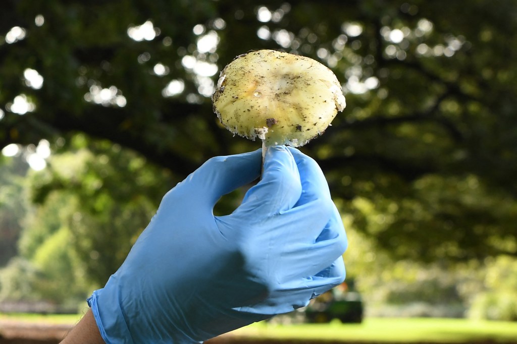 Amanita phalloides, or "death cap" mushroom held by a gloved hand