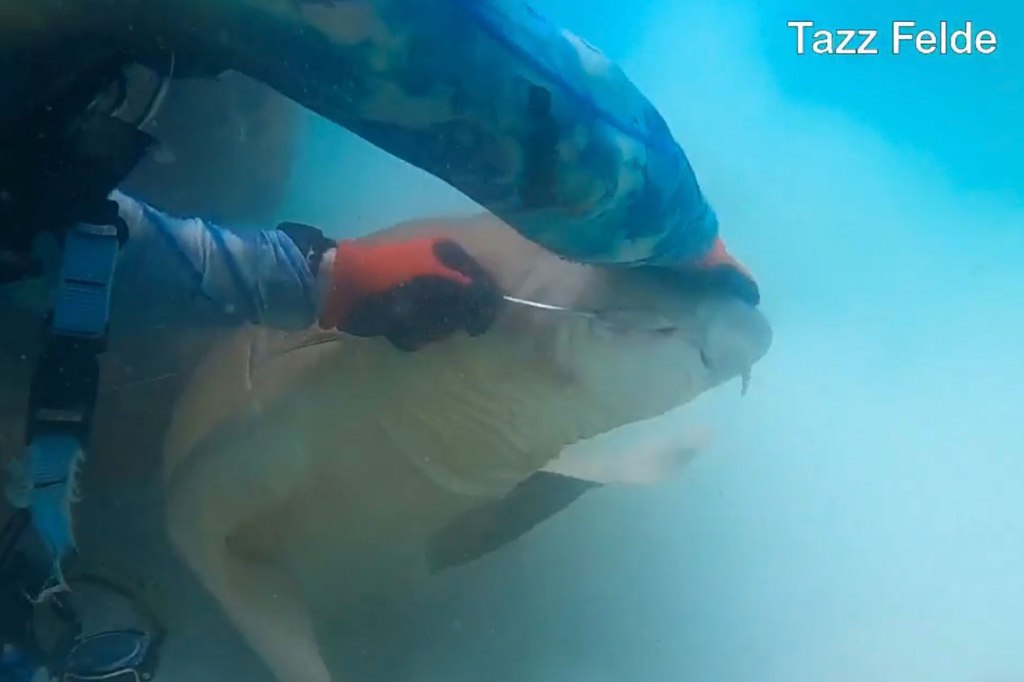 scuba diver trying to free a nurse shark