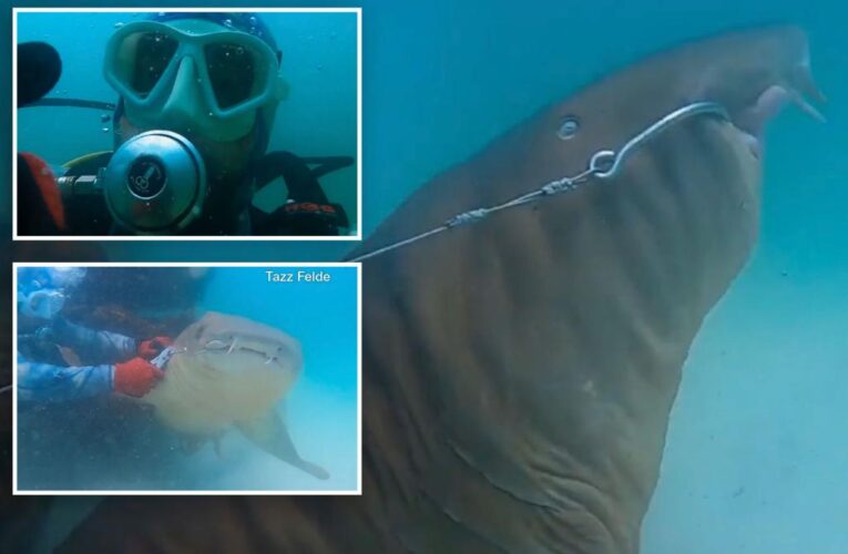 Scuba diver rescues hooked shark entangled on Florida reef: video