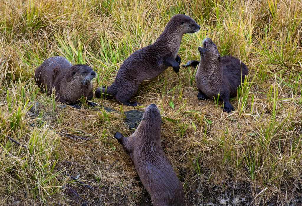 Far from cute and cuddly: wildlife officials said otters can become vicious when their young or resources are threatened