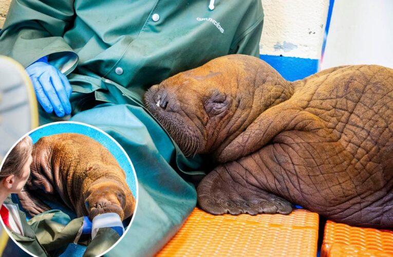 Rescued baby walrus that needed constant cuddles dies