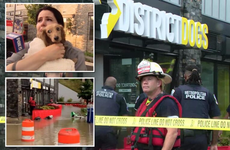 Multiple dogs die after flash flooding hits DC doggy daycare