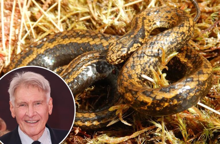 Harrison Ford reacts to new snake species named after him