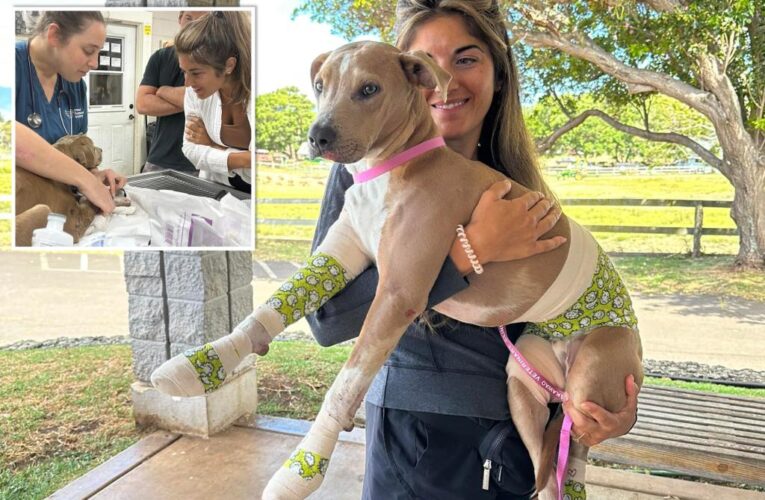 Injured Lahaina dog reunited with owners days after Maui wildfires